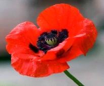 poppy2.jpg
